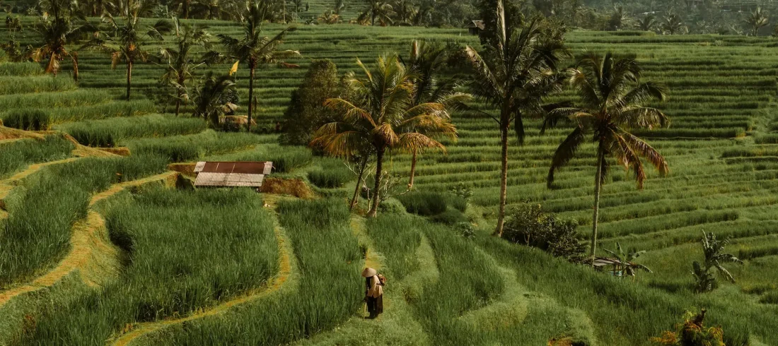 bali-pirinç-teraslari-yoga-retreat